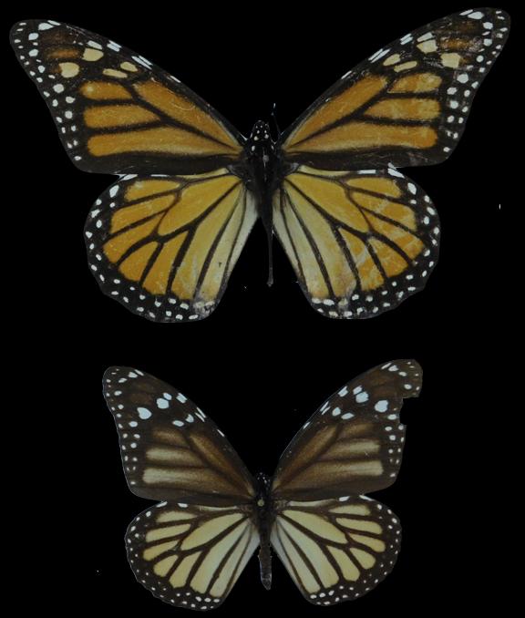 Two Centuries of Monarch Butterflies Show Evolution of Wing Length