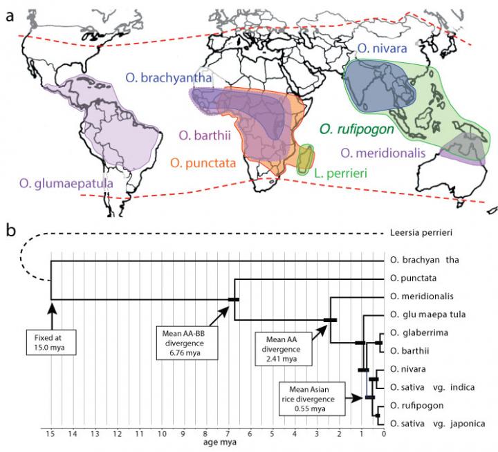 13 Rice Varieities over 15 Million Years