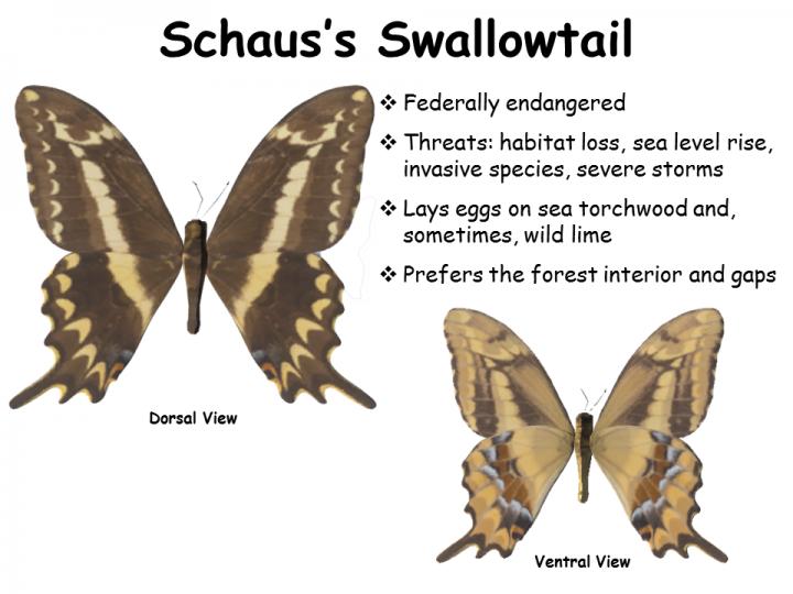 Federally Endangered Schaus' Swallowtail Butterfly