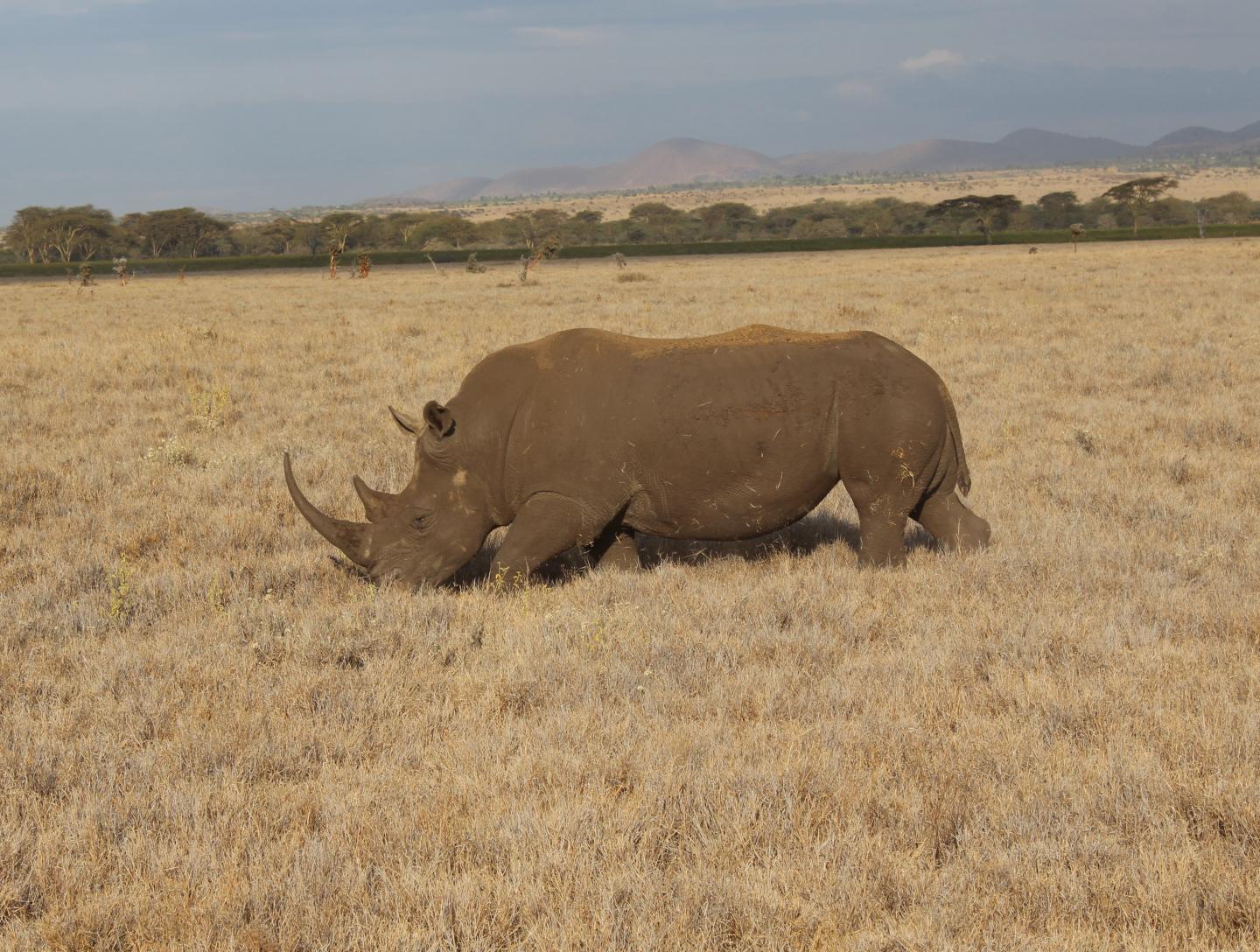 Rhino in Kenya