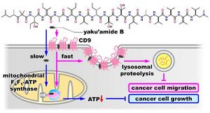 Dual Effects of Yaku’amide B on Cancer Cells