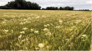Foxtail barley growing in a field of wheat