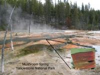 Mushroom Spring