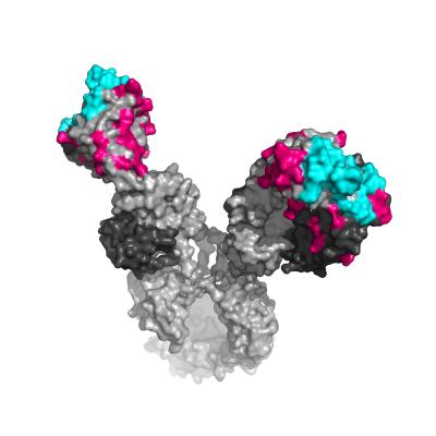 Antibody