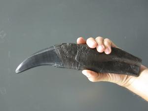 Tooth of a Tyrannosaurus rex