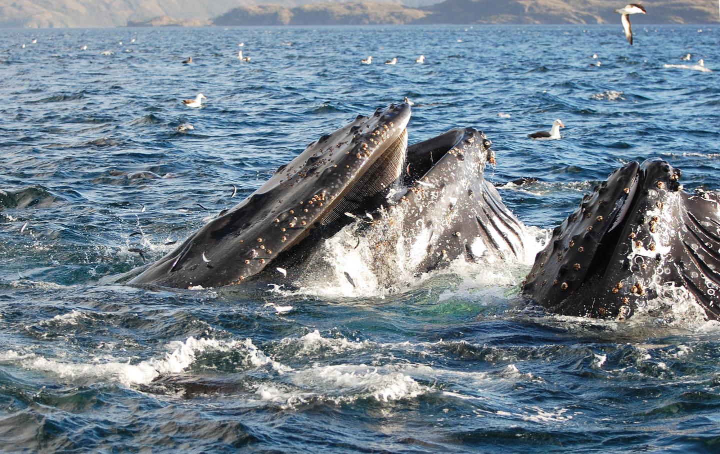 Humpback Whales Eating