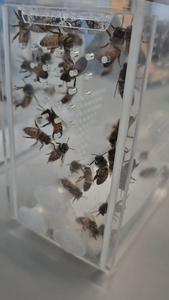 Bees in a feeding choice chamber at Oxford Bee Lab. Credit: Caroline Wood