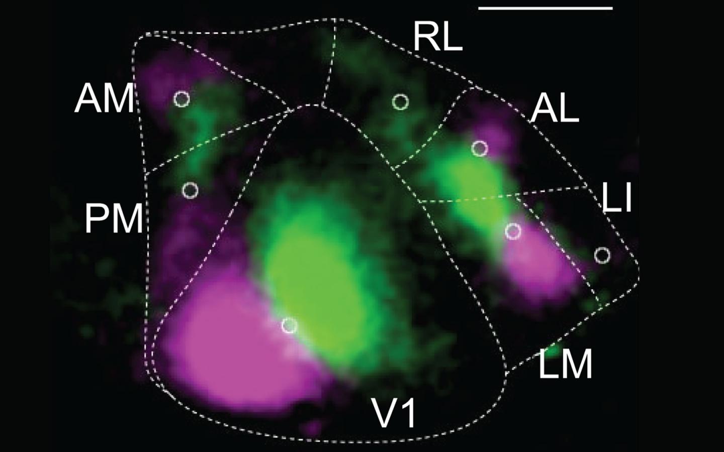 Barcoding the Visual Cortex