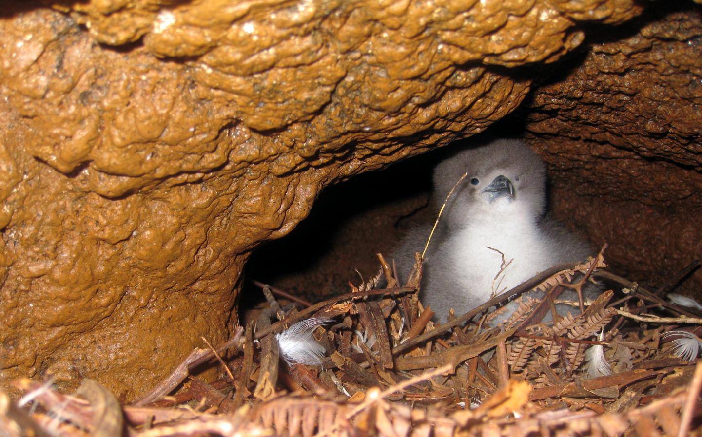Newell's Shearwater Chick