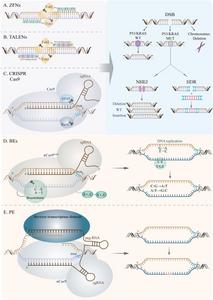 The summary of DNA nucleases.
