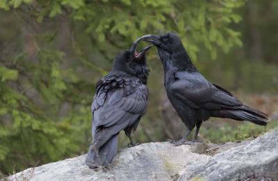 Two Ravens