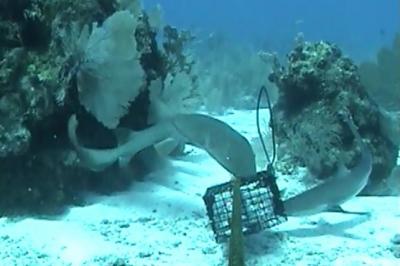 A Juvenile Nurse Shark and Caribbean Reef Shark