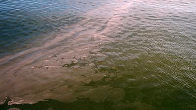 Red Tide Bloom