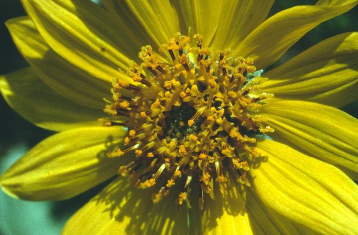 Asteracae Flower