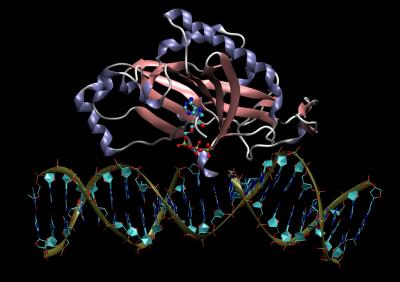 REL1 Enzyme Structure