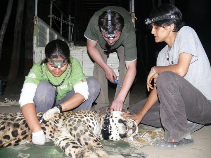 Leopard