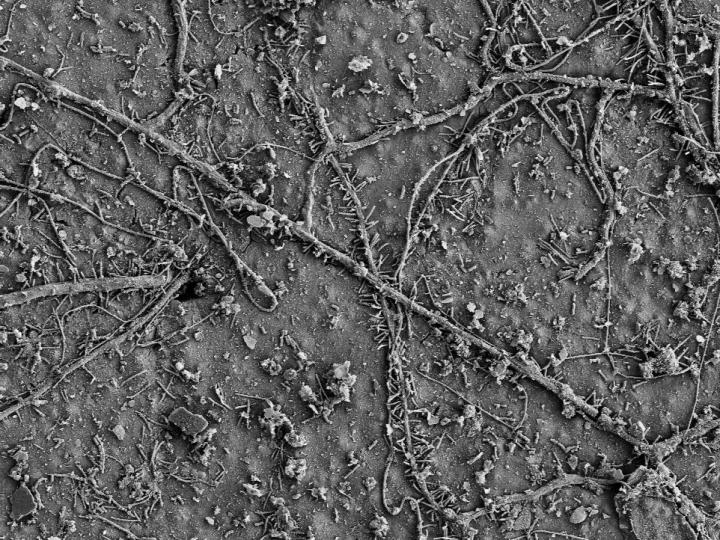 PBAT Biodegradation (1 of 2)