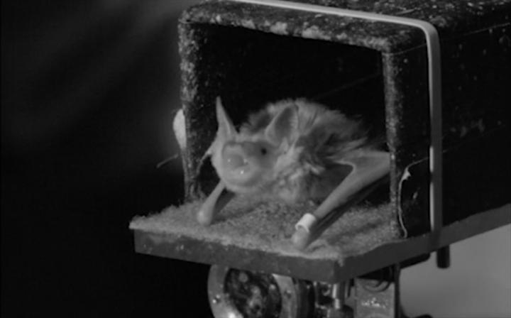 Bat on Ledge