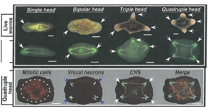 Flatworm Regeneration Image Representations