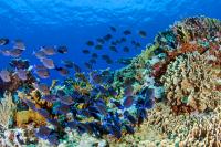 Caribbean Coral Reef