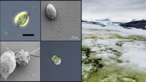Study finds viral DNA embedded in polar algae may help them survive extreme environments