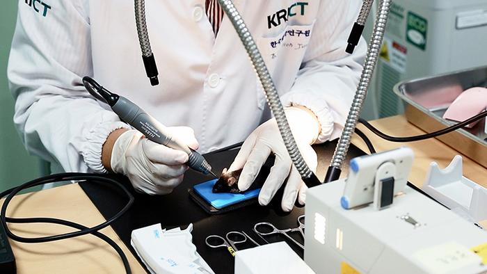 Researchers are implanting nanoparticle–stem cell hybrids into mouse calvarial defected region to evaluate bone regeneration.