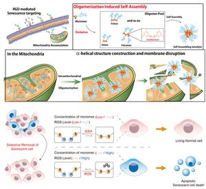 A schematic diagram, illustrating a groundbreaking study that specifically targets mitochondria within aging cells.