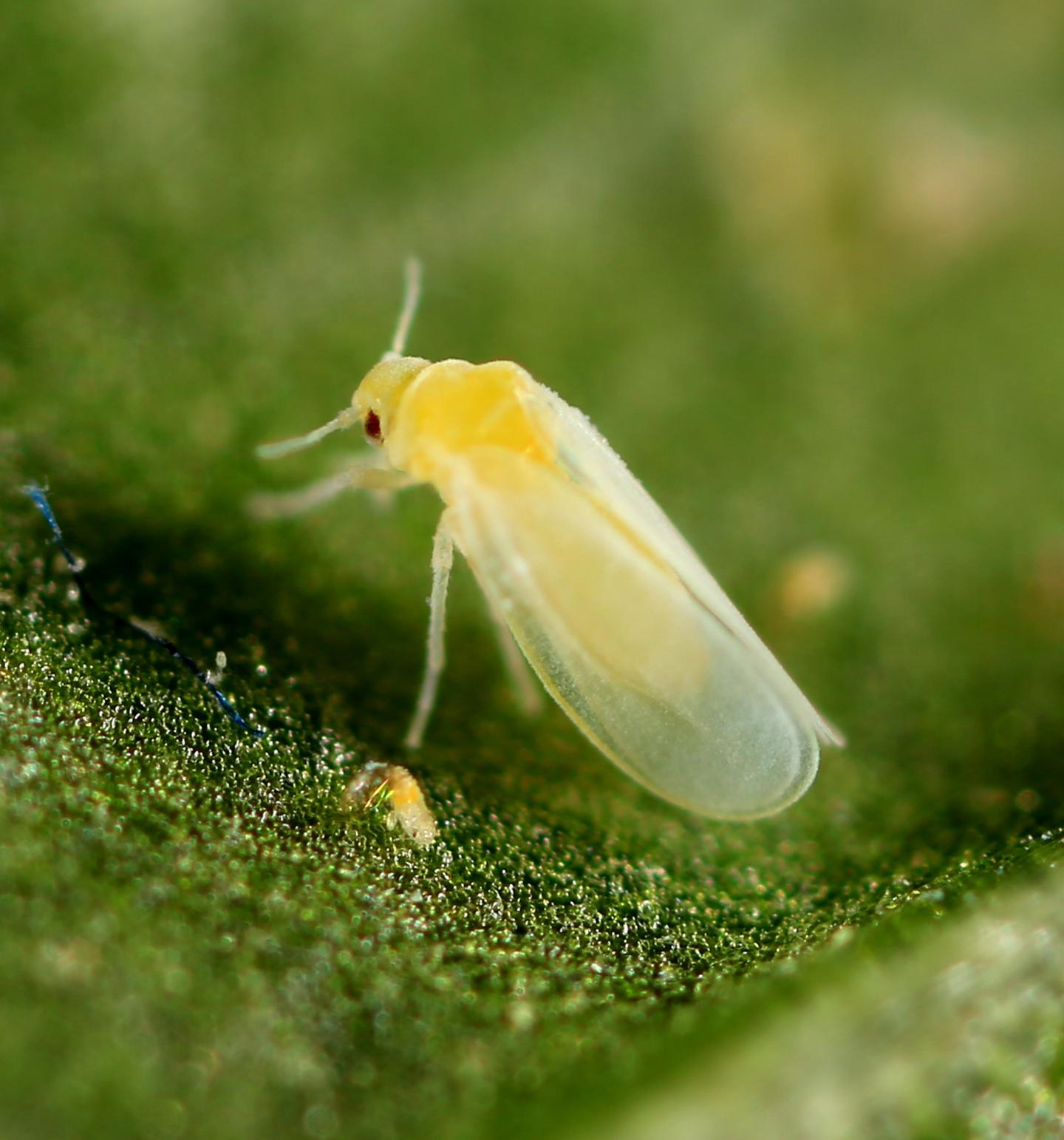 The Whitefly, <em>Bemisia tabaci</em> (1 of 2)
