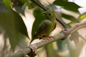 Lanceolata female with silk on beak-boca brava