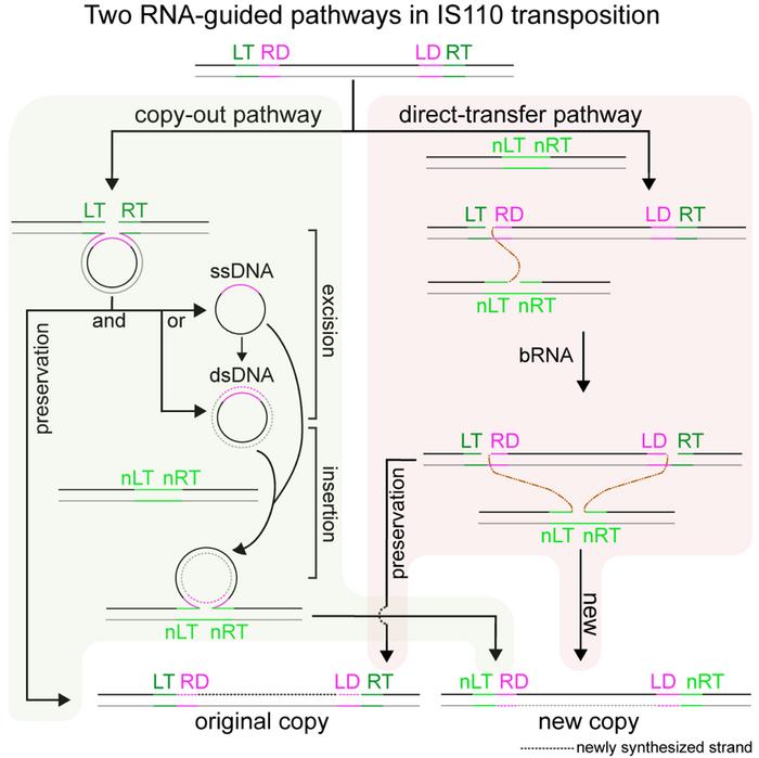 Model of dual RNA-guided transposition pathways