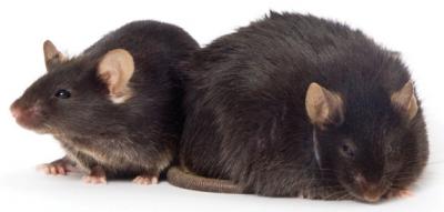 Obese Mouse