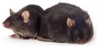 Obese Mouse