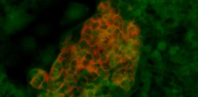 Foregut Cells