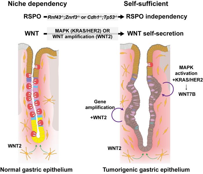 Figure 1. Differences in Growth Signal Regulation between Normal and Tumorigenic Gastric Epithelium