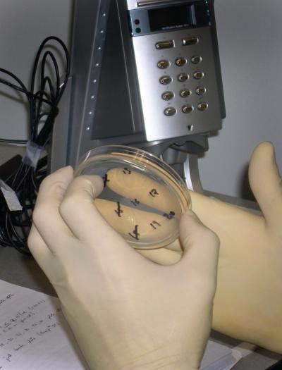 Testing Bacteria