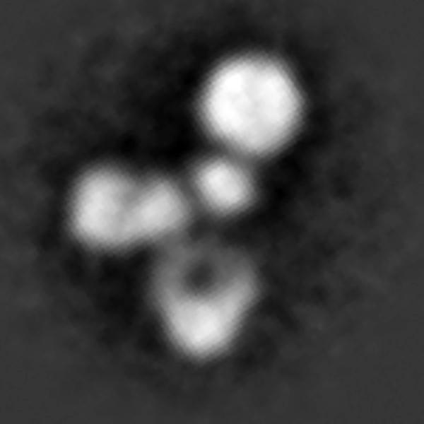 In Mice, a Rebooted Immunotherapy Safely Links T Cells to their Tumor Targets (2 of 5)