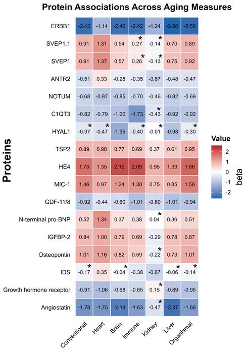 Figure 3. Heatmap of associations between mortality-associated plasma proteins and biological aging measures.
