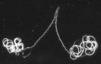 Paired Sperm