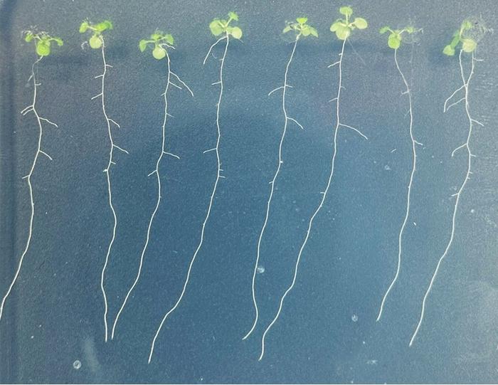 Arabidopsis seedlings