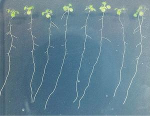 Arabidopsis seedlings