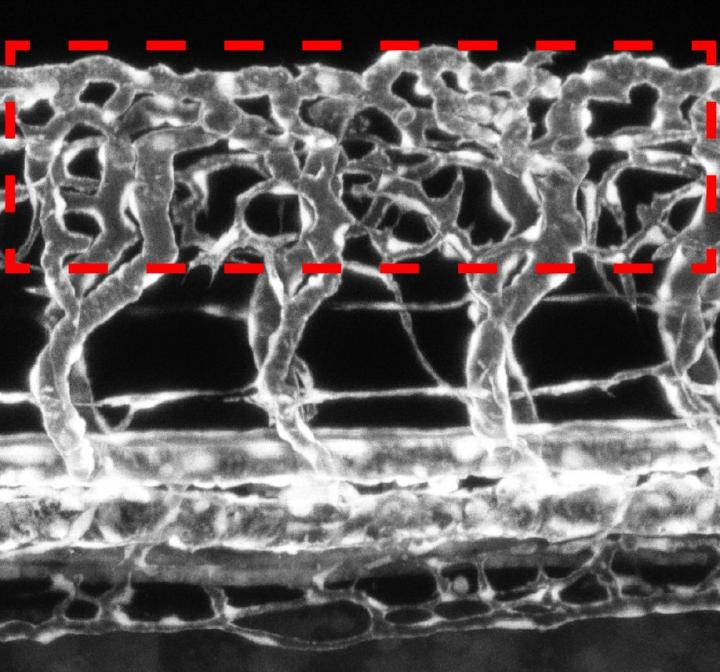 Neurons Modulate the Growth of Blood Vessels