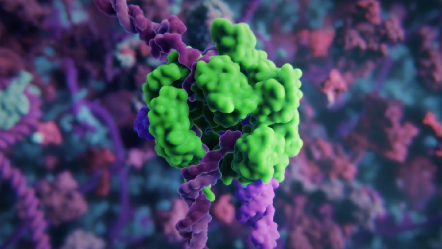 CRISPR Cas9 Complex in Process of Cutting Target DNA