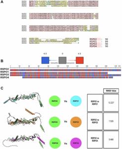 Dissecting the functional differences and clinical features of R-spondin family members in metastatic prostate cancer