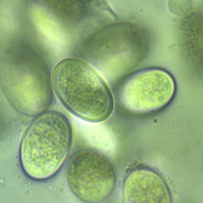 PlantMicro 1