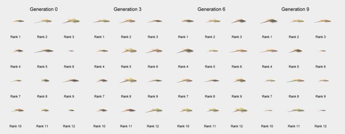 The variety of male swordtail stimuli that were generated by one female fish