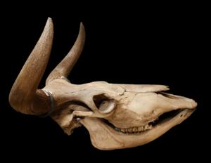 Aurochs skull