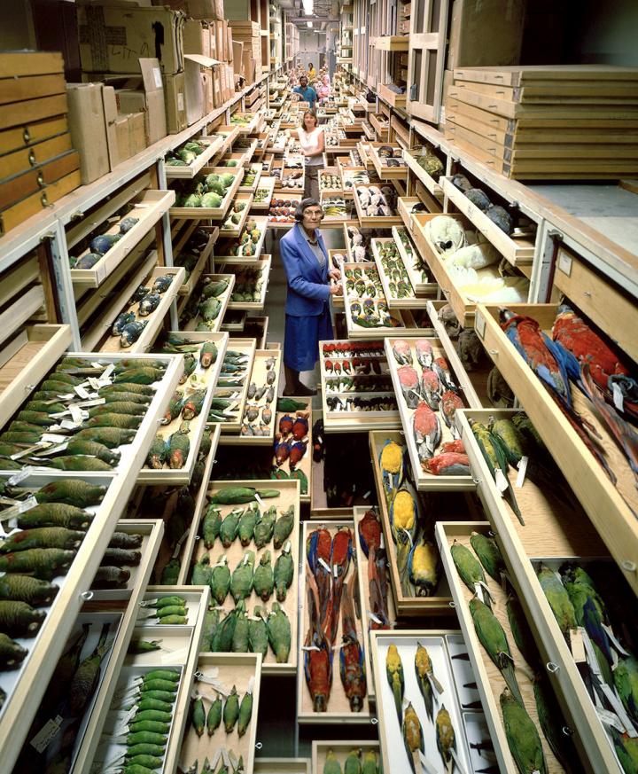 The Smithsonian's bird collection at the National Museum of Natural History in Washington, D.C.