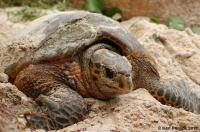 Hawksbill Turtle