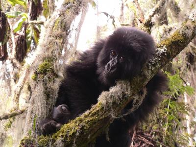 Gorilla