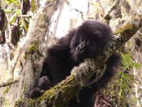 Gorilla